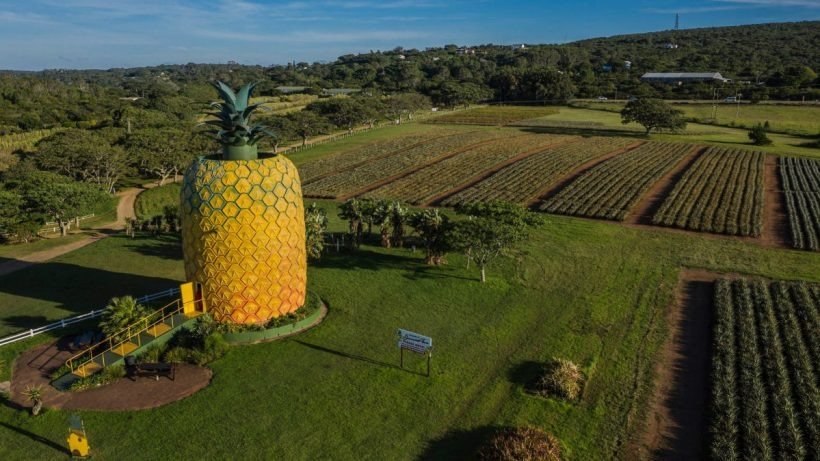 The Big Pineapple - Mundo Inteligente